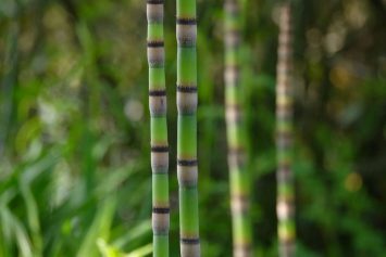 Sonja Lang - Fotografie - Bamboo Pole