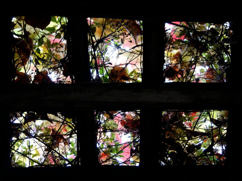 Sonja Lang - Fotografie - Autumn Window