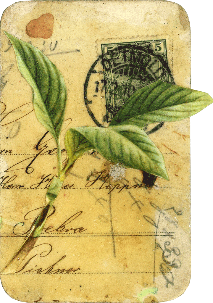 Iris Stephan - Kunstkreditkarte - Ficusdetmoldus 022.Pflanzen.ii.2006
