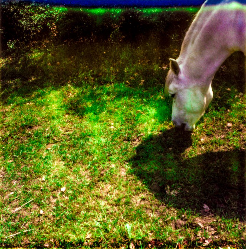 Susanne Pareike Polaroid Pferd