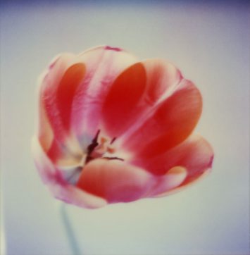Susanne Pareike, Polaroid Offene Tulpe